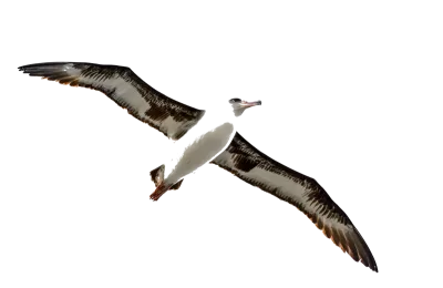 albatros flug Ein Albatros im Vogelflug